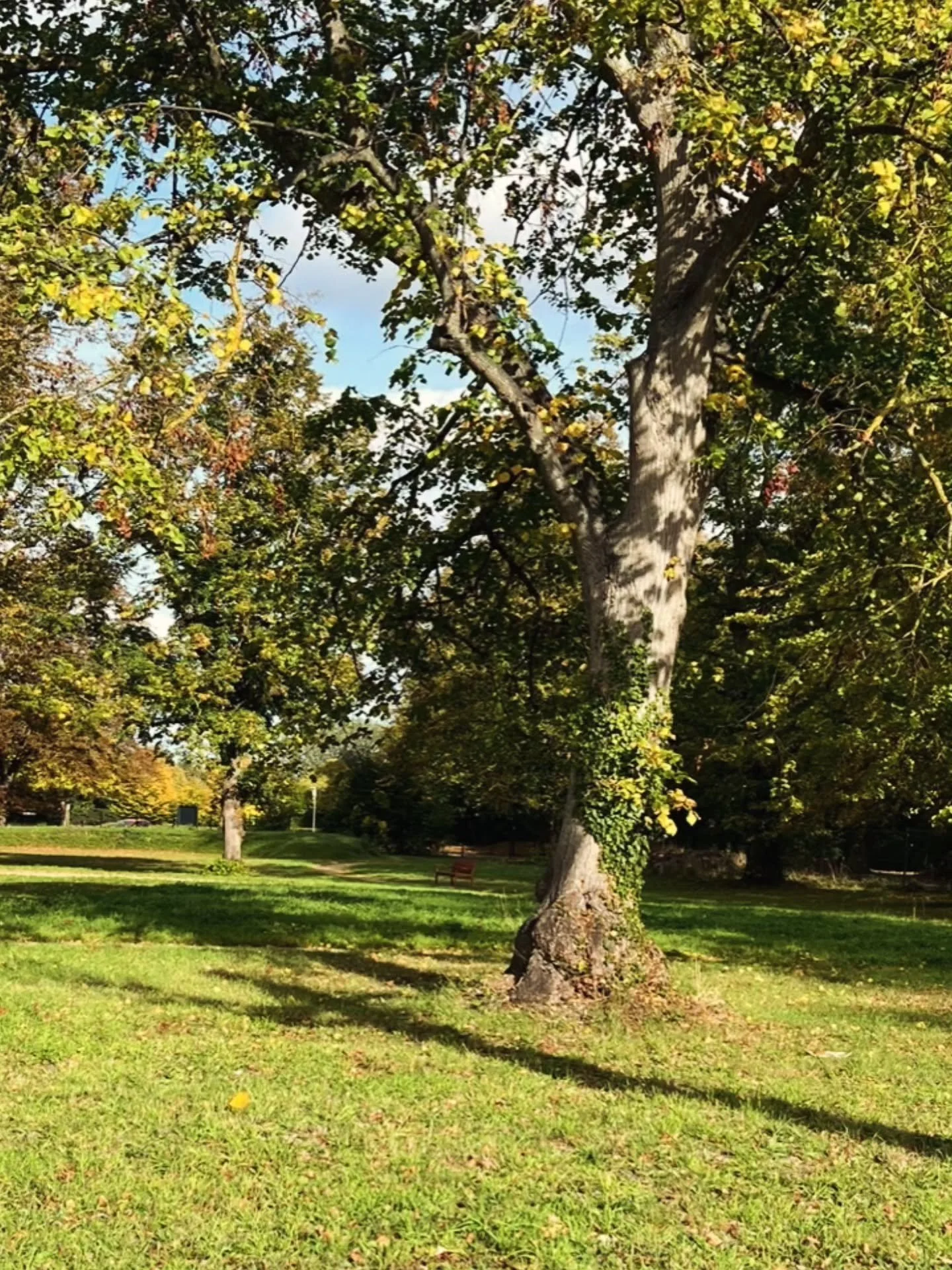 We&rsquo;re very pleased to support @thehortonepsom through our SGT Small Grants Scheme! This community heritage venue in Epsom was once a Victorian asylum and is in the process of creating a new garden to provide greater engagement with people. 

Ou