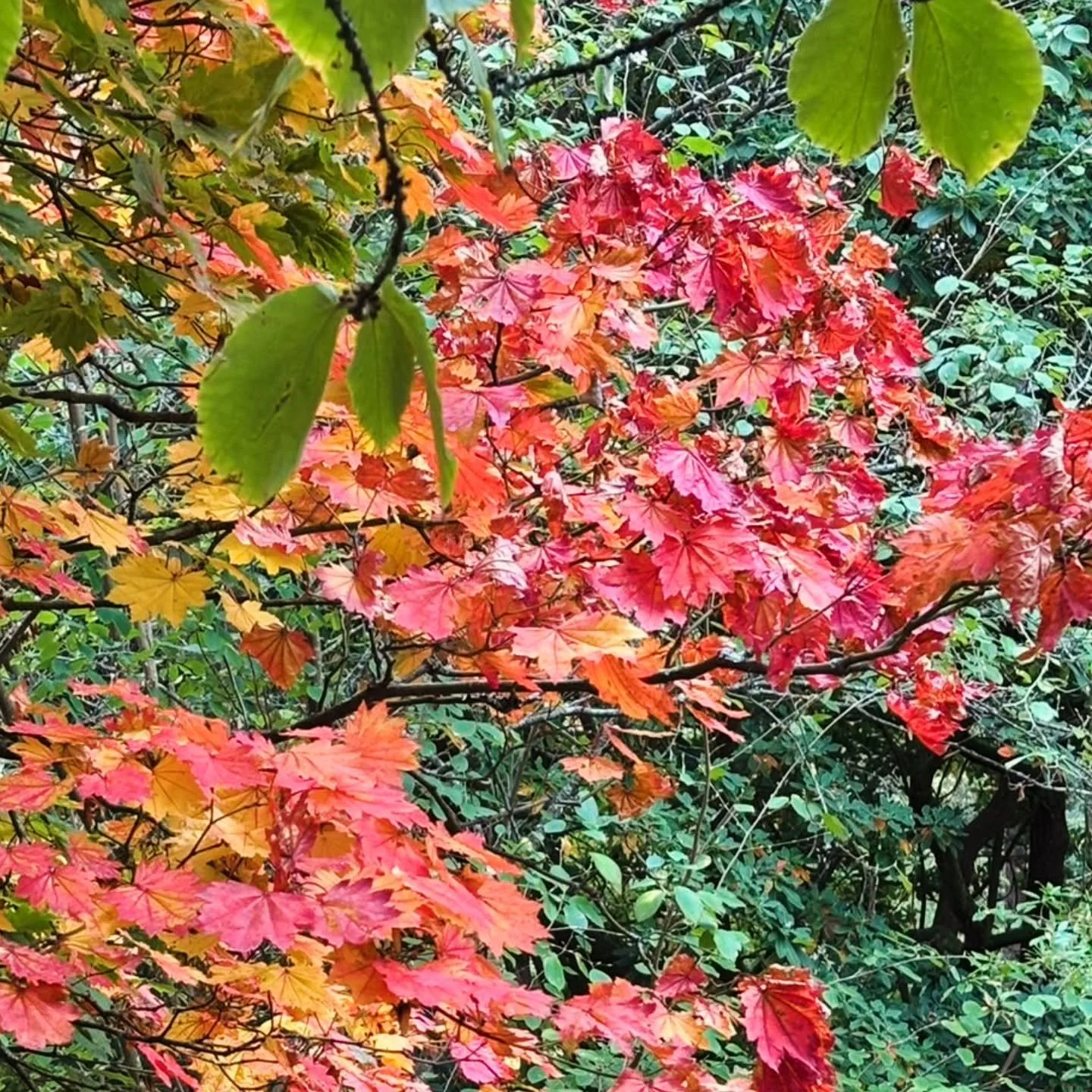 Enjoying glorious autumn colour at High Beeches this week 🍁

On a very autumnal October day, SGT visited the gardens at High Beeches in West Sussex. The gardens include rare, exotic and unusual plants collected by the renowned horticulturalist Colon