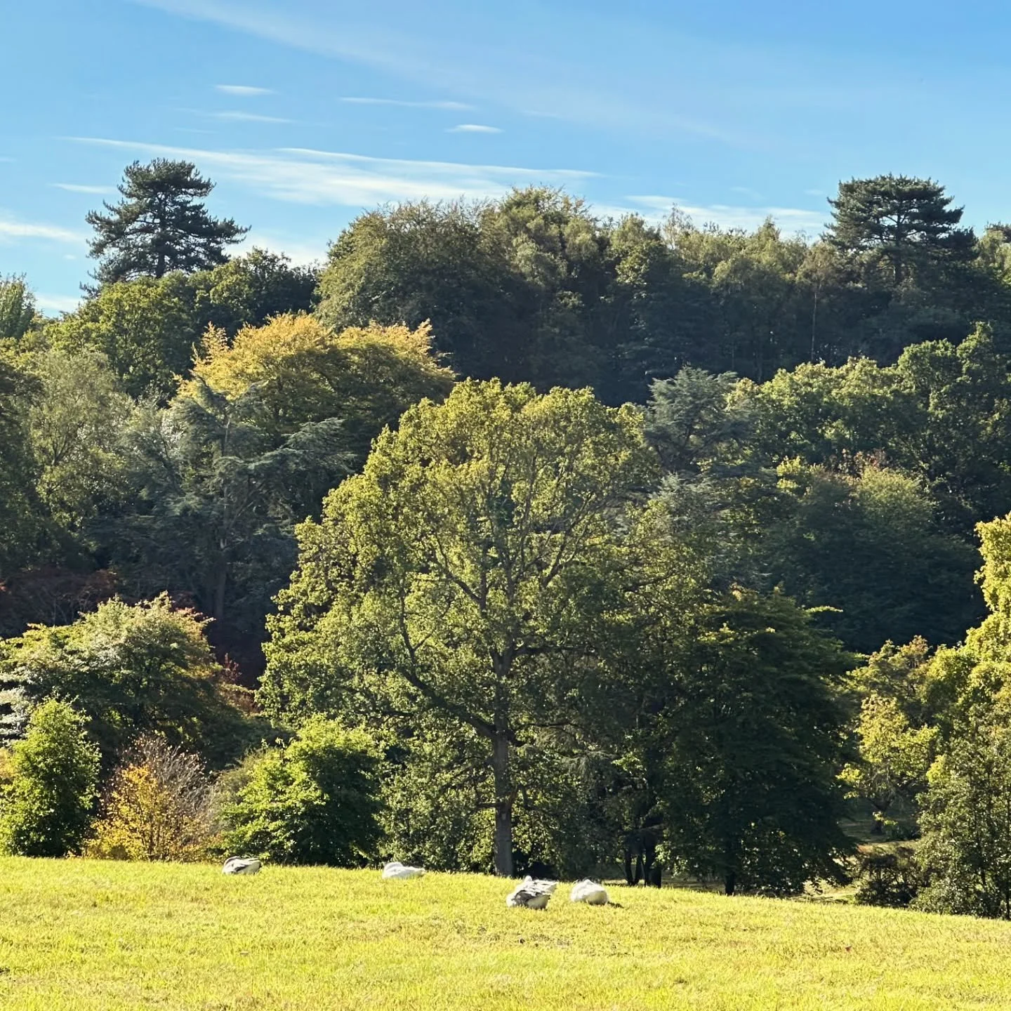 Celebrating #nationaltreeweek with a selection of glorious trees we have seen on some of our #surreygarden visits in the past few years! 🌳

Trees are an important part of our #historicgardens bringing structure and colour throughout the seasons. 🍂 