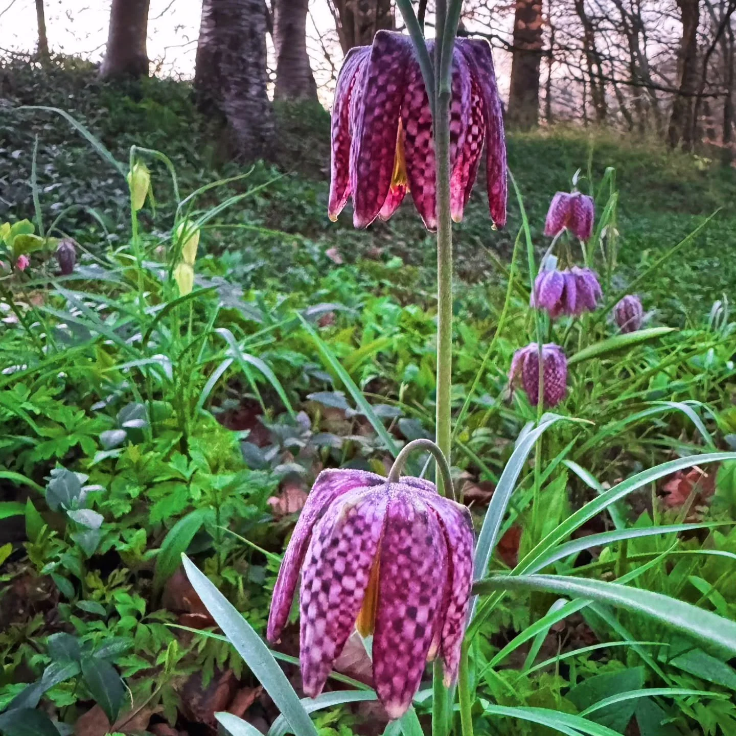 We&rsquo;re delighted to be supporting a @nationalgardenscheme open day at @vann_garden &nbsp;on Sunday 29 March&nbsp;-&nbsp;a special opportunity to visit this Grade II&nbsp;registered garden in the heart of Hambledon, Surrey.

Members of our Resear