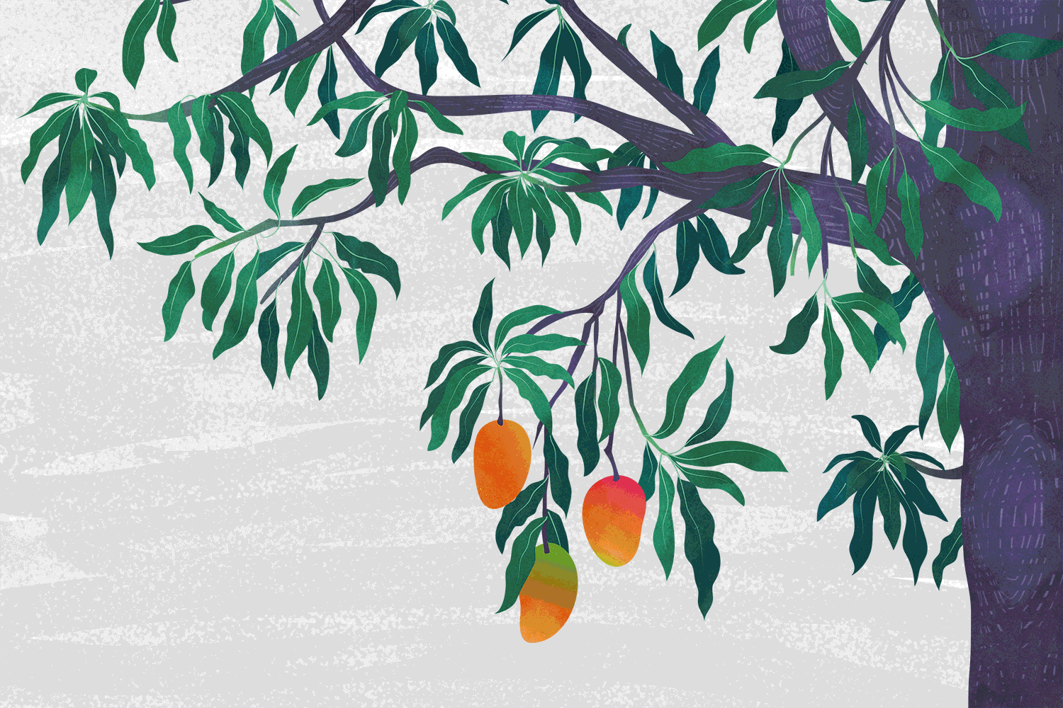 Consider the Mango — GOYA