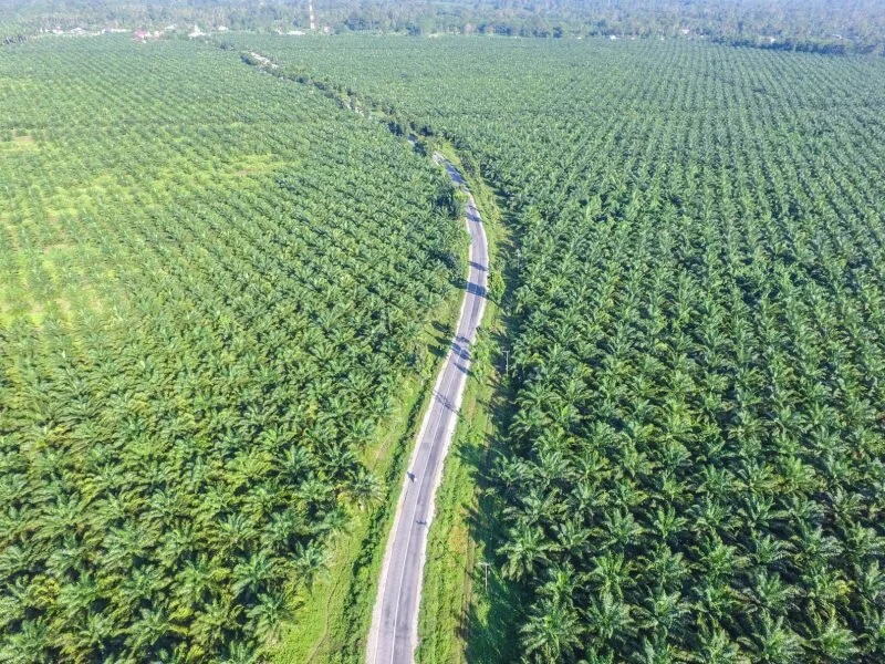 Palm Oil Shortening at Rs 1000/tonne