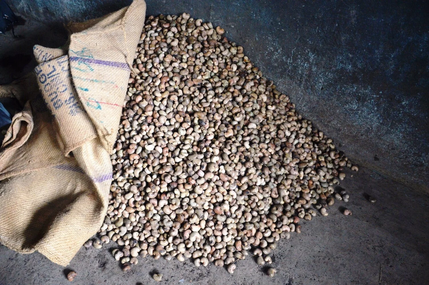 In Tarkarli, at the Heart of India's Cashew Trade