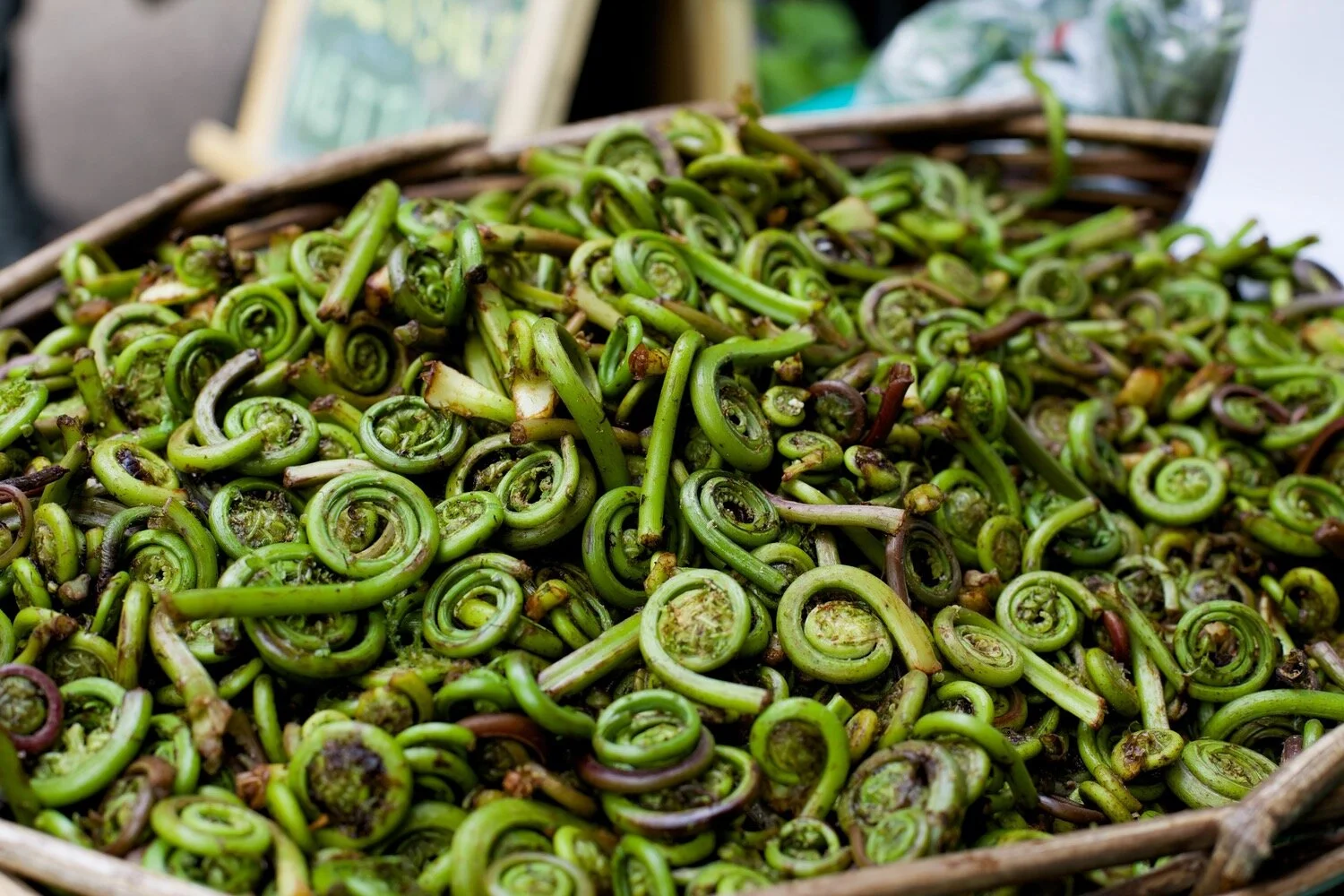 Fiddlehead Ferns from the Himalayan Foothills  GOYA