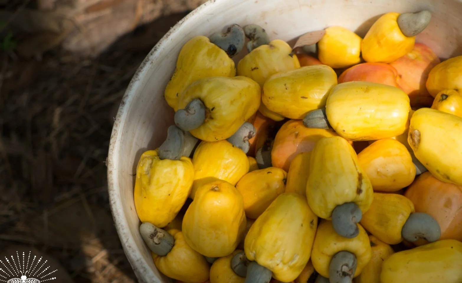 Hurrah! It's Uracca Season in Goa — GOYA