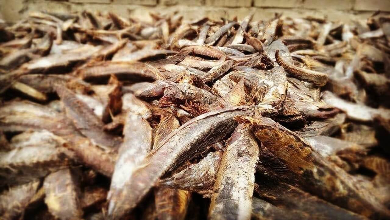 Buy Stockfish Online In India -  India