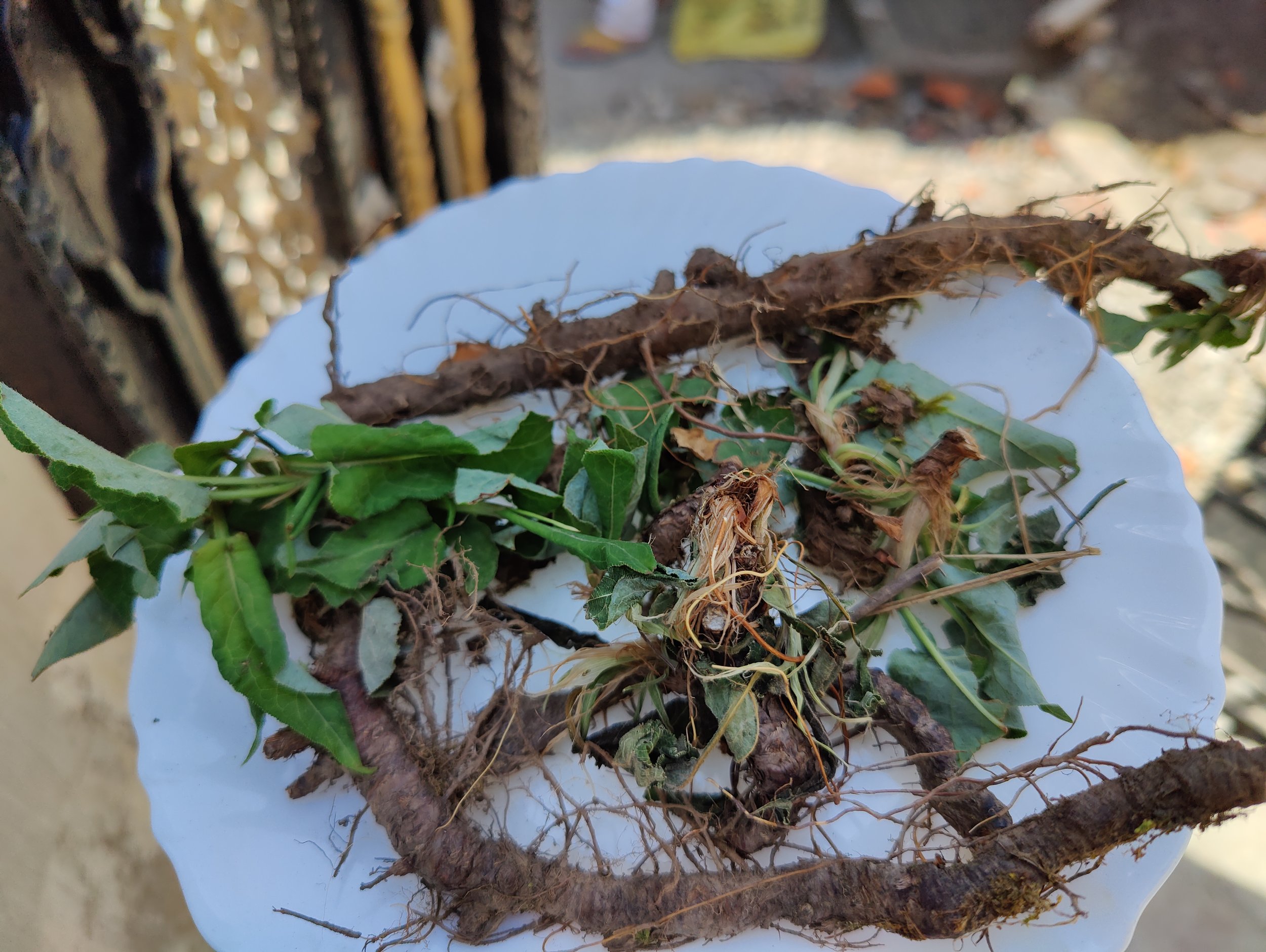 Mundie’n Aali Chaa, the Wild Tea of the Dogras