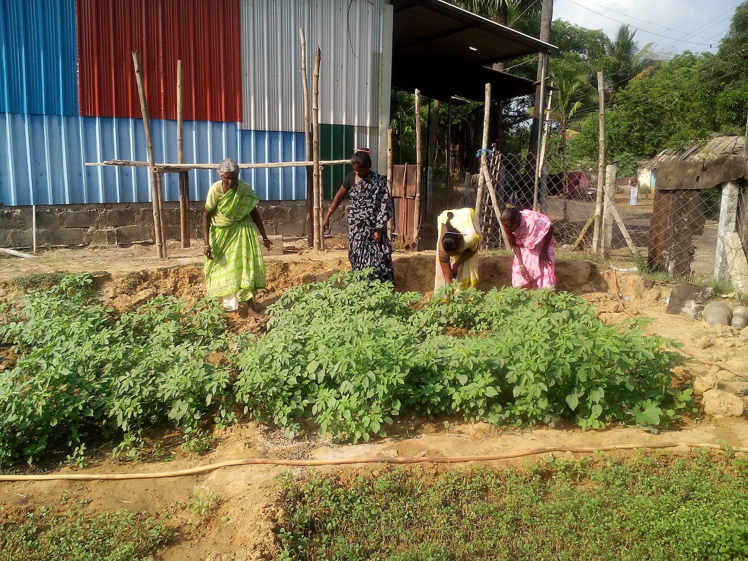 Women farmers of Tamil Nadu Women's Collective
