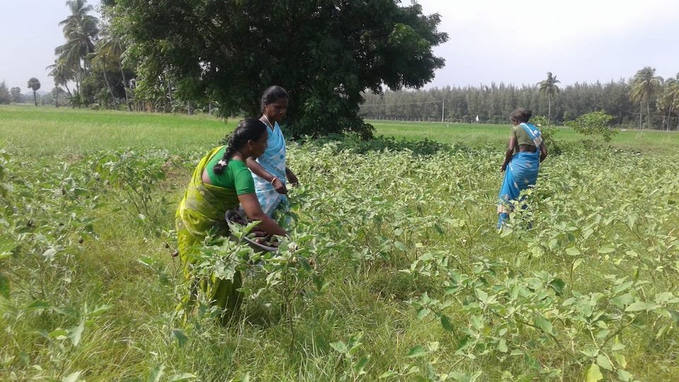 TNWC members grow millets along with pulses, oilseeds and vegetables.jpg