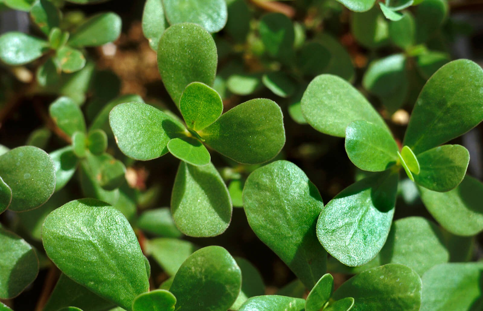 Purslane, a Deeply Misunderstood Wonder Herb