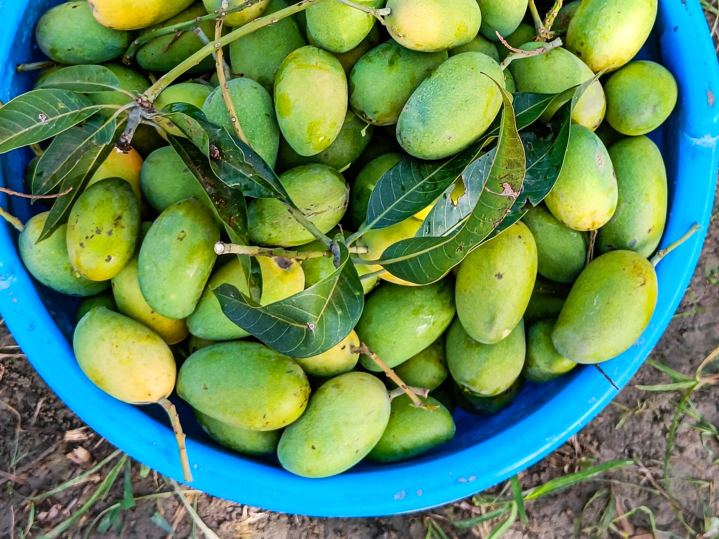 Inami Bagh, Punjab's Award-Winning Mango Orchards