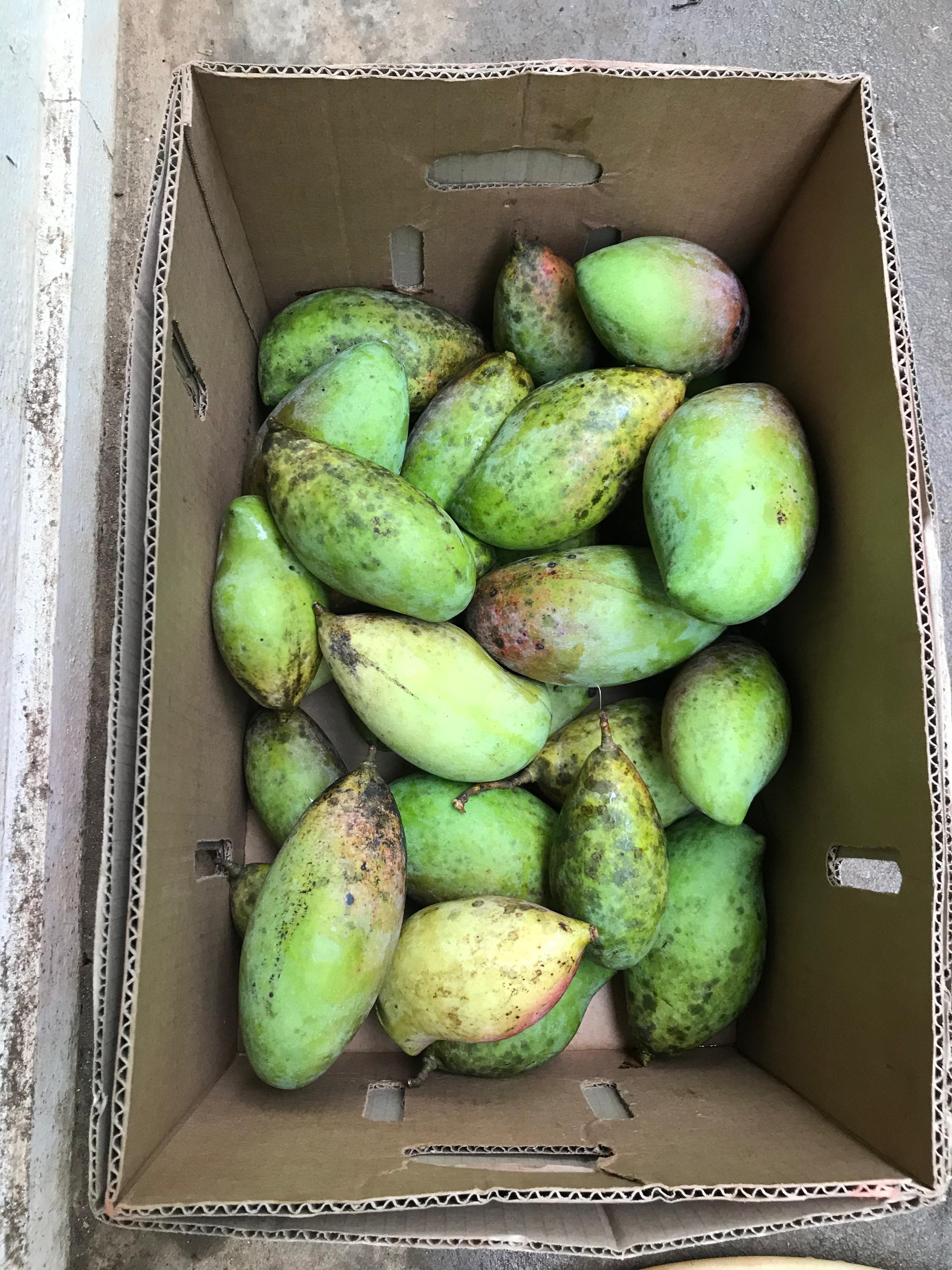 Why the Totapuri Mango has Strong Main Character Energy