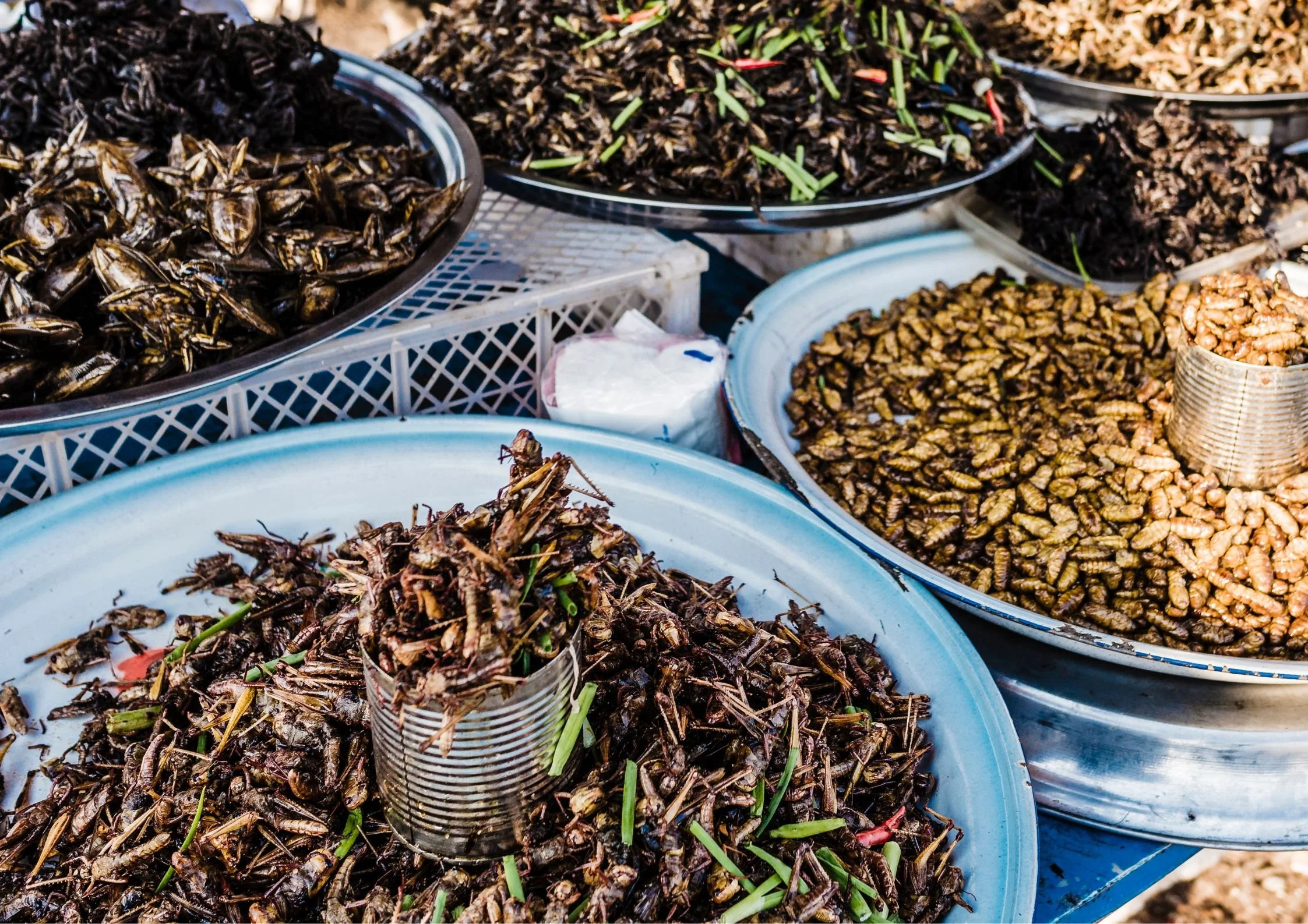 Edible Insects in Cambodian Cuisine: A Crunchy Look at Tomorrow’s Protein