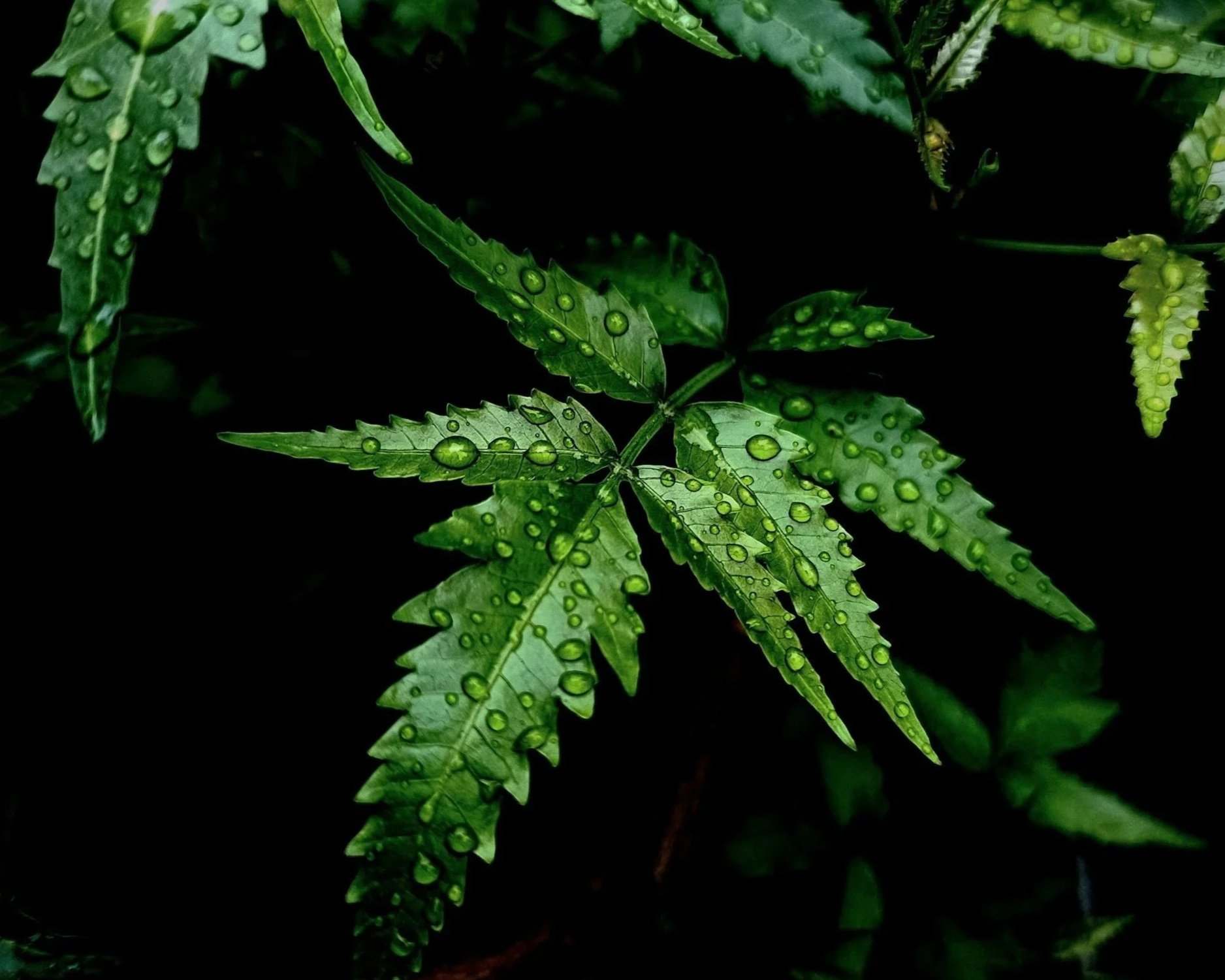 A Bitter Beginning: Neem Flowers and the Bengali Kitchen