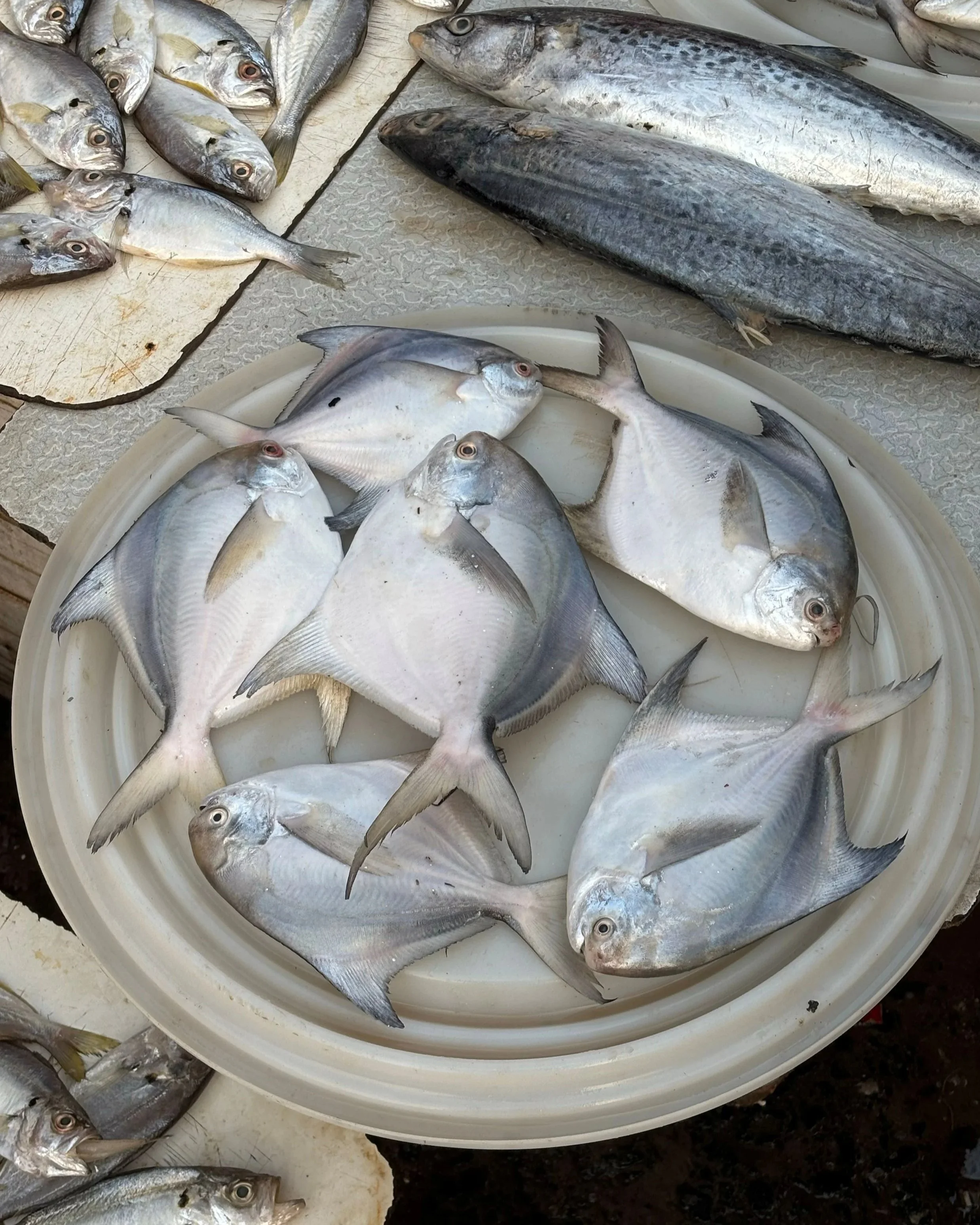 The Case of the Vanishing Silver Pomfret