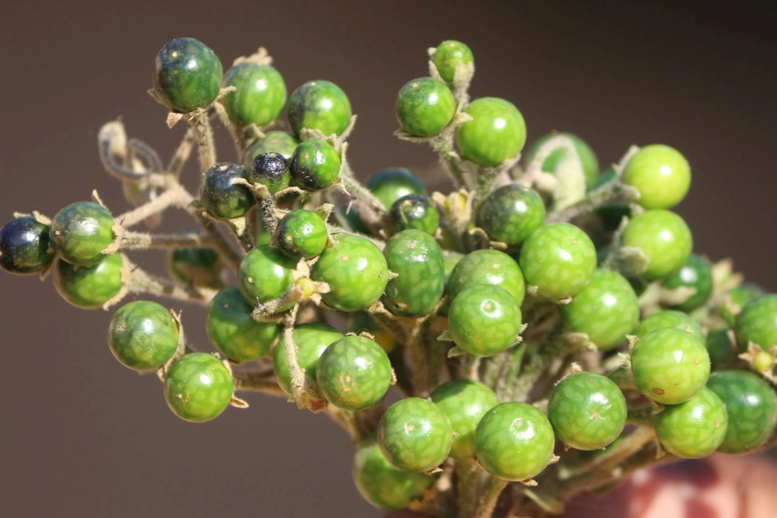 Bhejri Baigan Bhaja: A Delicacy from Odisha