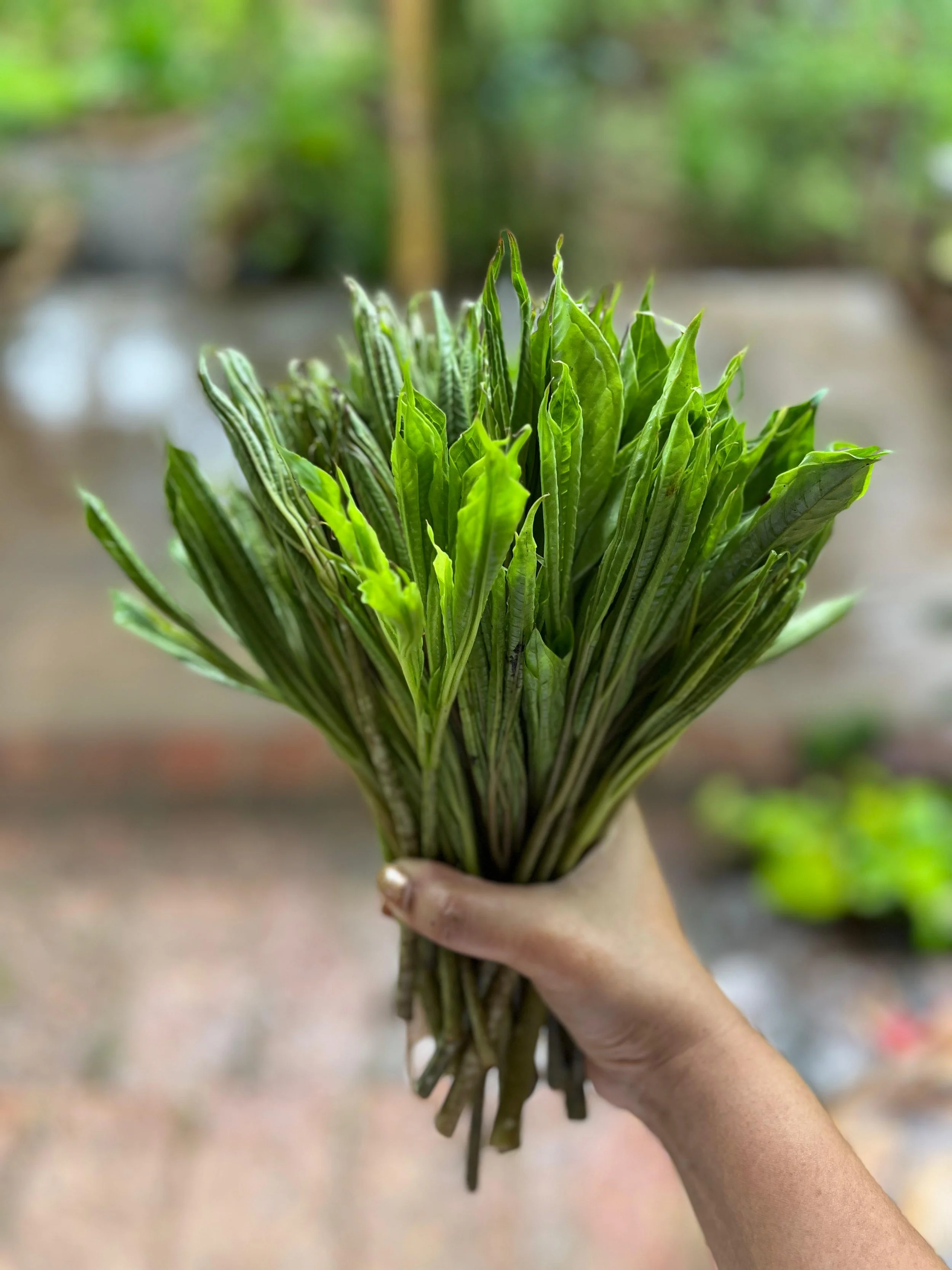 Goa's Complicated Relationship with the Elephant Foot Yam & Its Flower ...