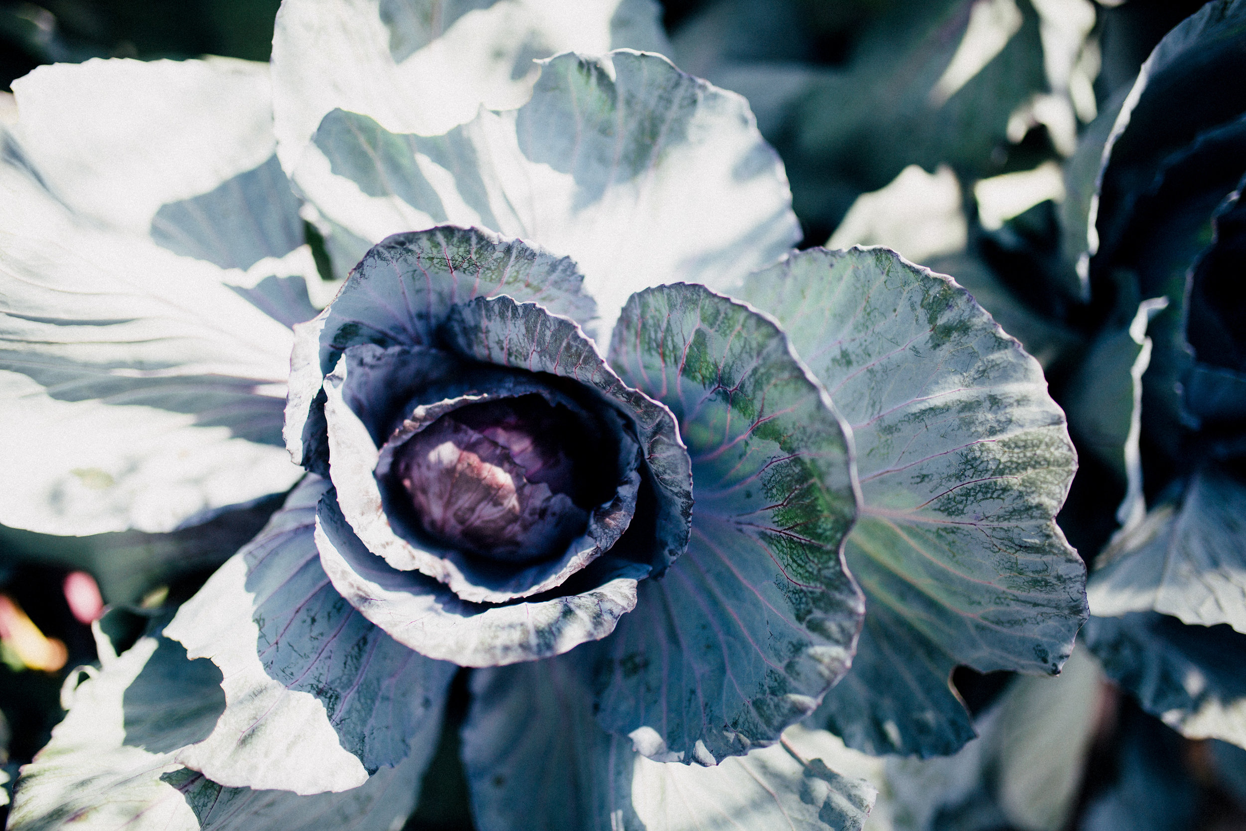 Cabbage flower