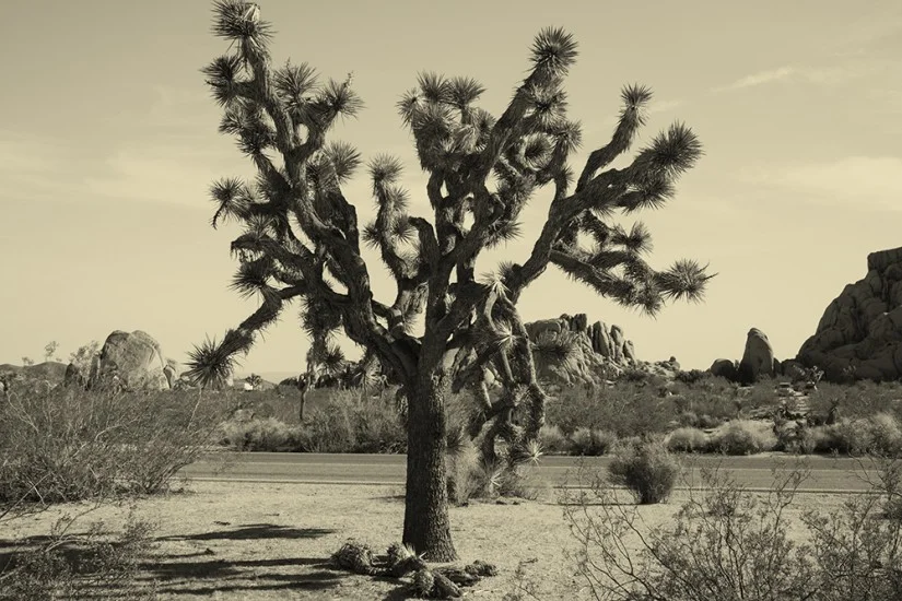 joshua-tree-002.jpg