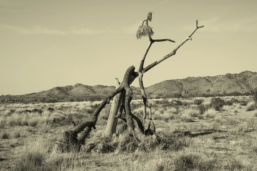 joshua-tree-003.jpg