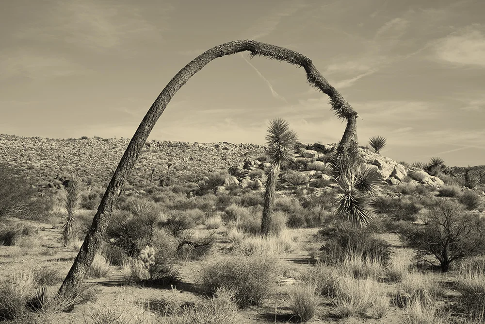 joshua-tree-004.jpg