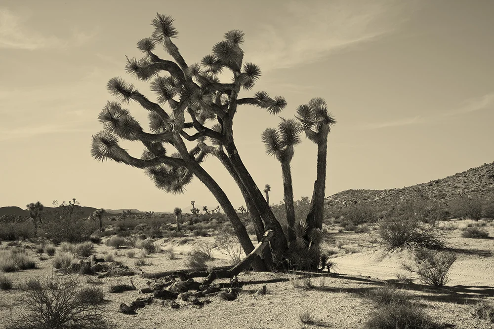 joshua-tree-006.jpg