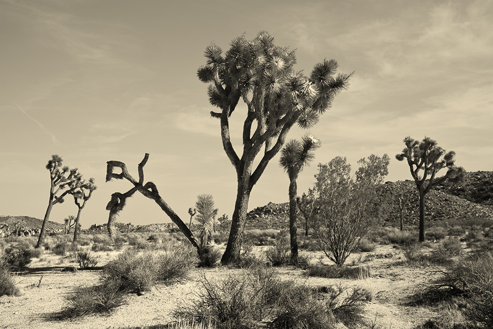 joshua-tree-005.jpg