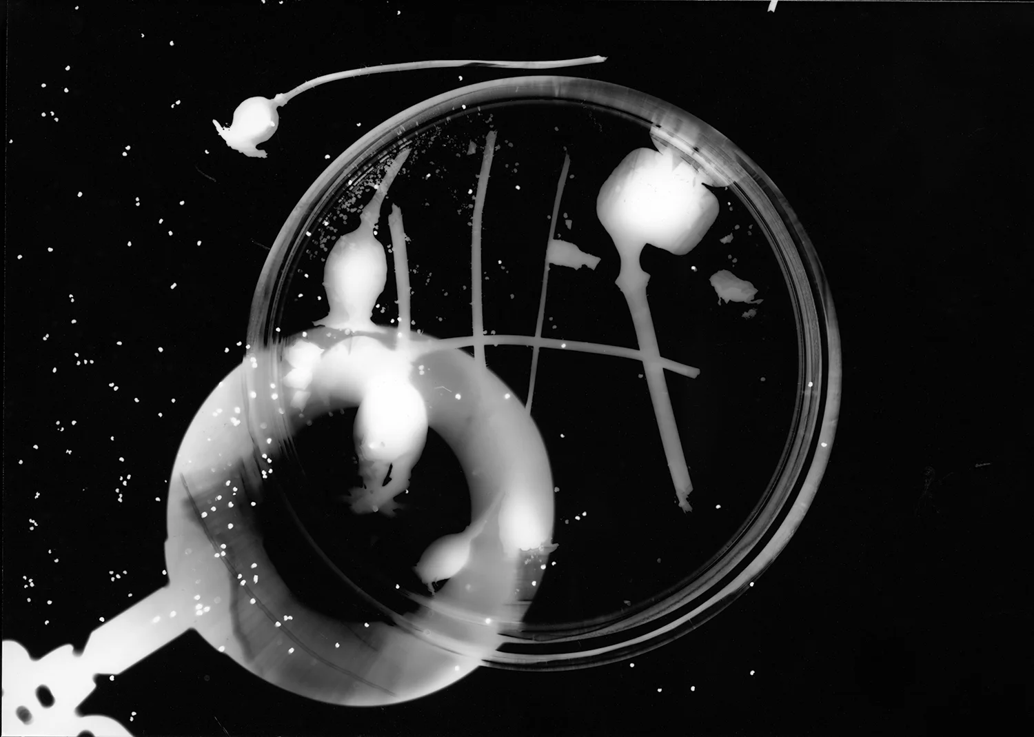 Poppy Seed Photogram 1
