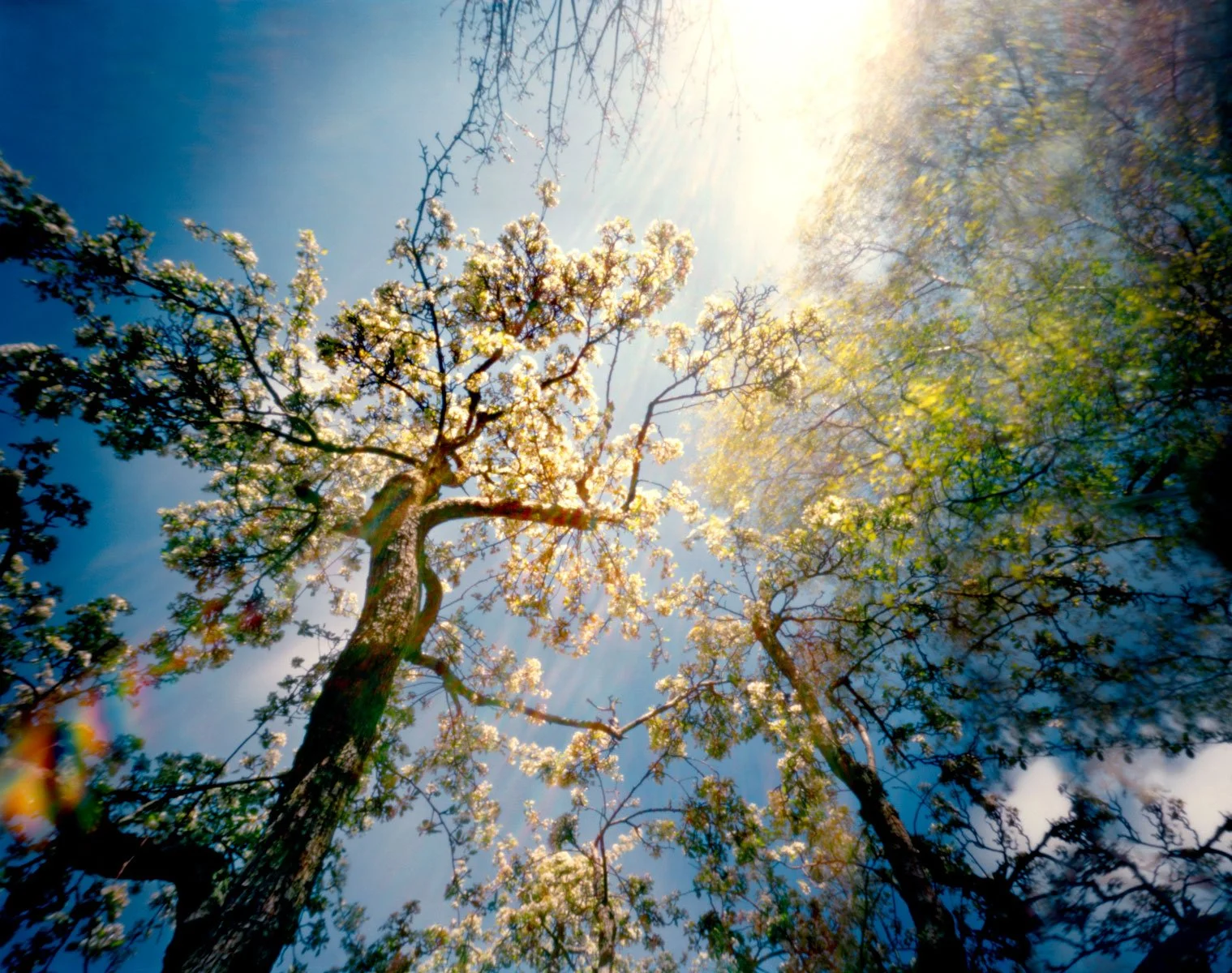 Pear-Tree-Gina-Glover.jpg