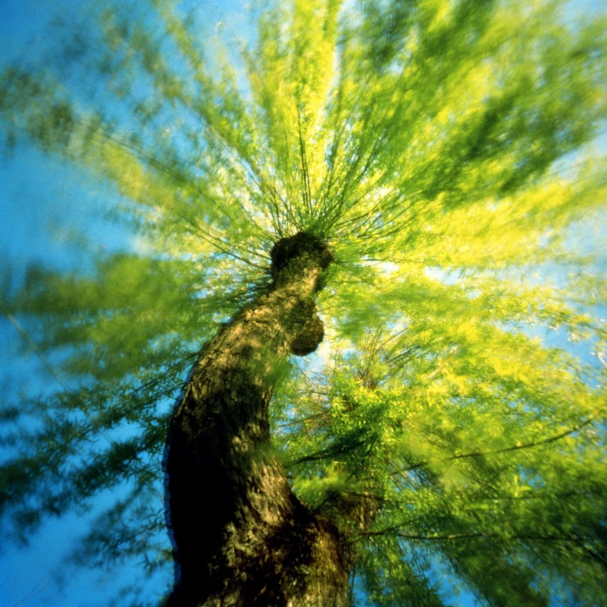 Vales-Tree-Gina-Glover.jpg