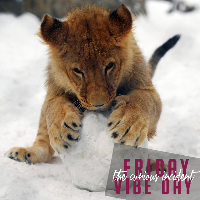 the curious incident friday vibe day lion.png