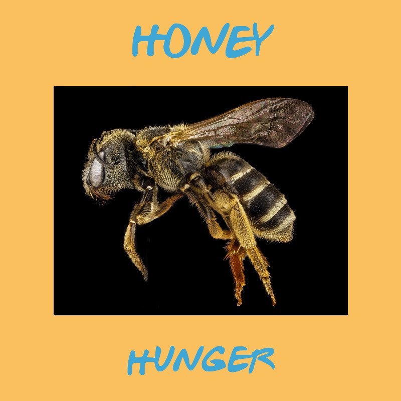 honey hunger.jpeg