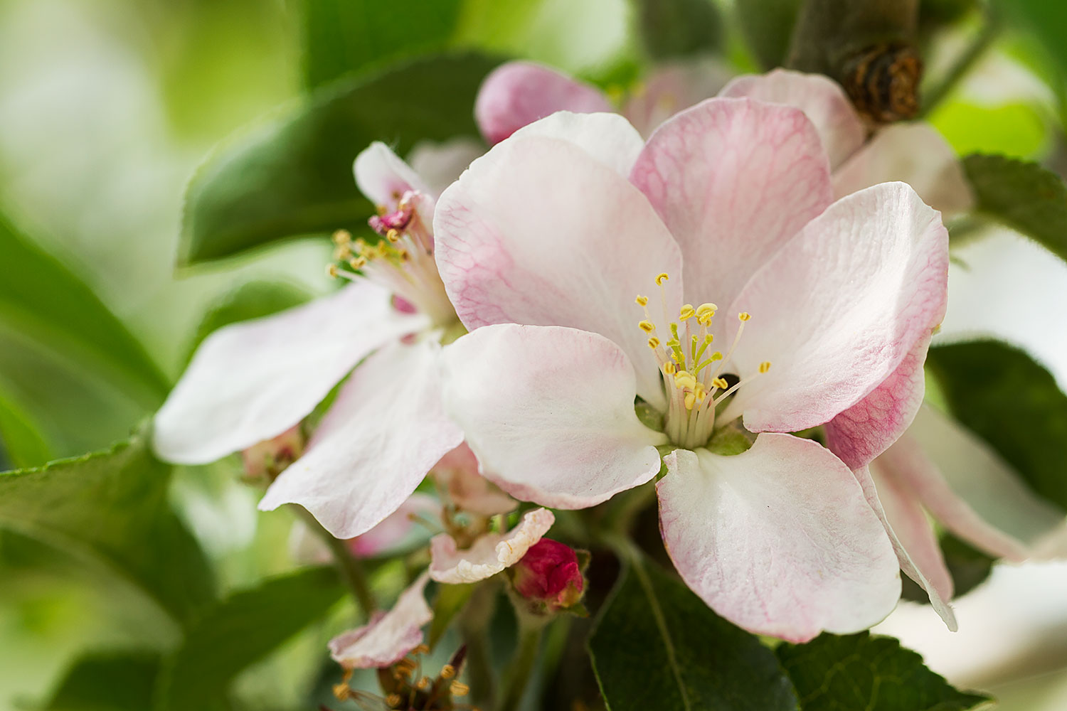 UK_Flowers_2.jpg