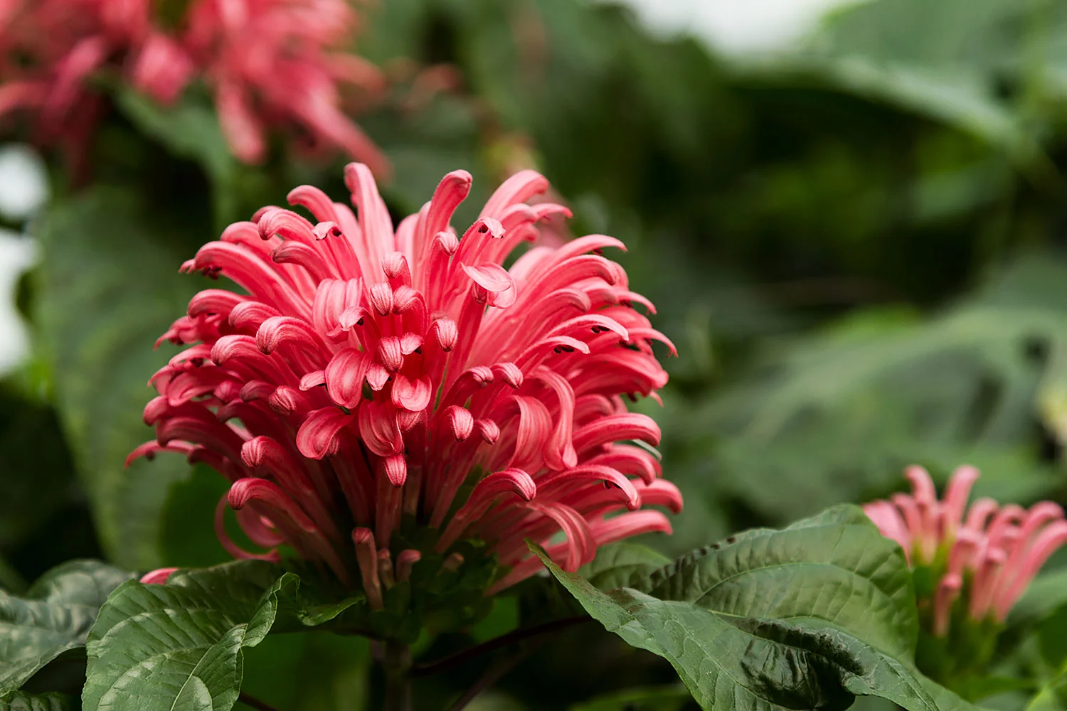 UK_Flowers_8.jpg