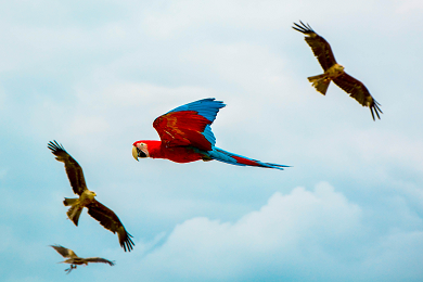 birds.png