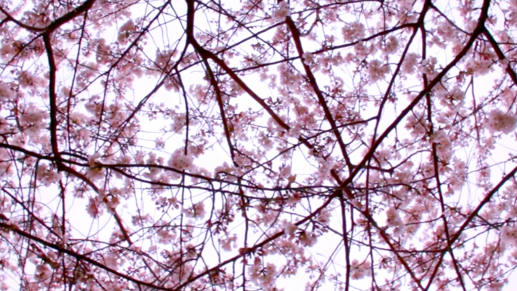 One Day in Boston: Sarah’s Story