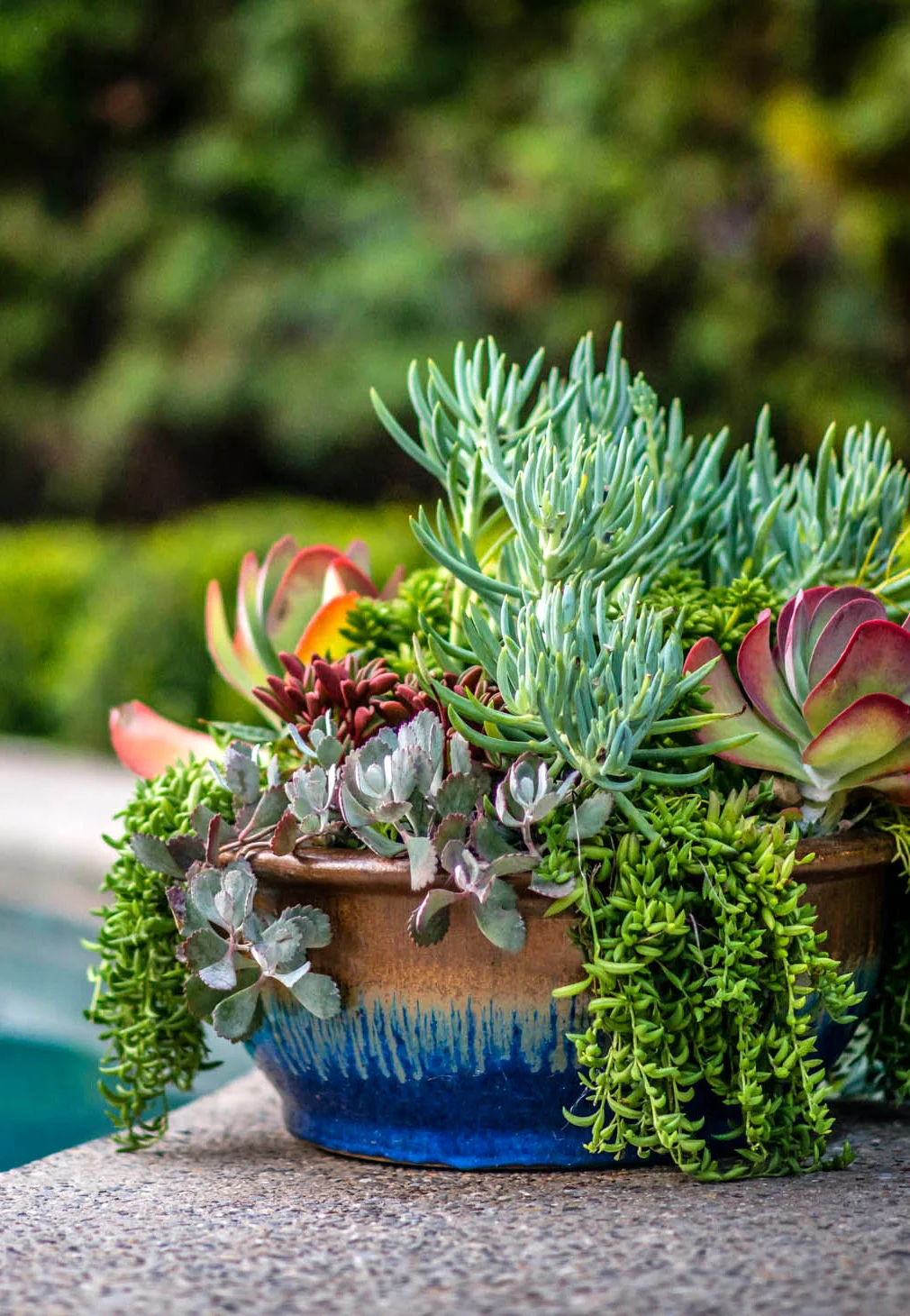 Paragon.Landscaping.Corp.succulent.jpg