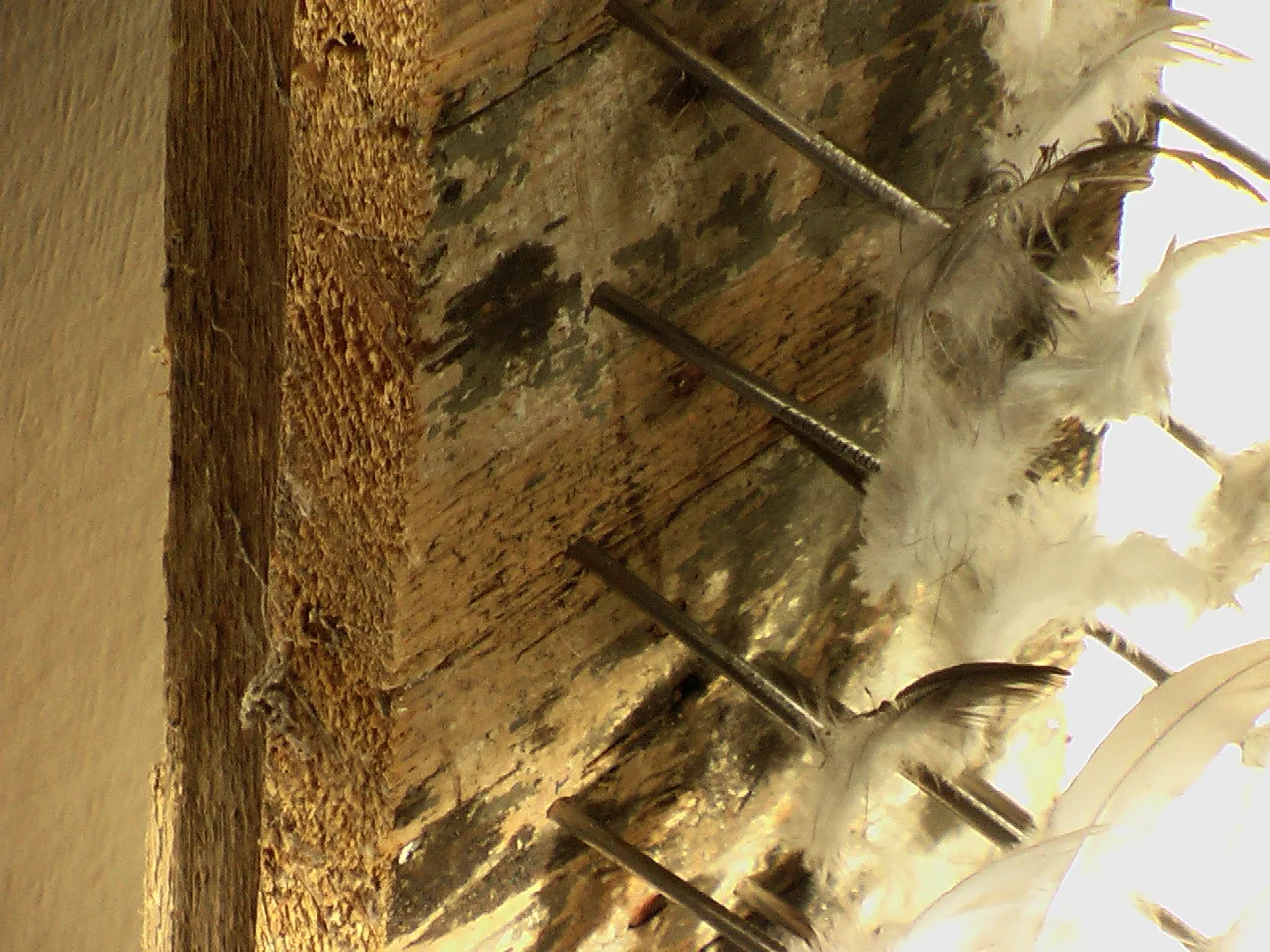Detail, Sculptural Wall Object, 30x82, 2007