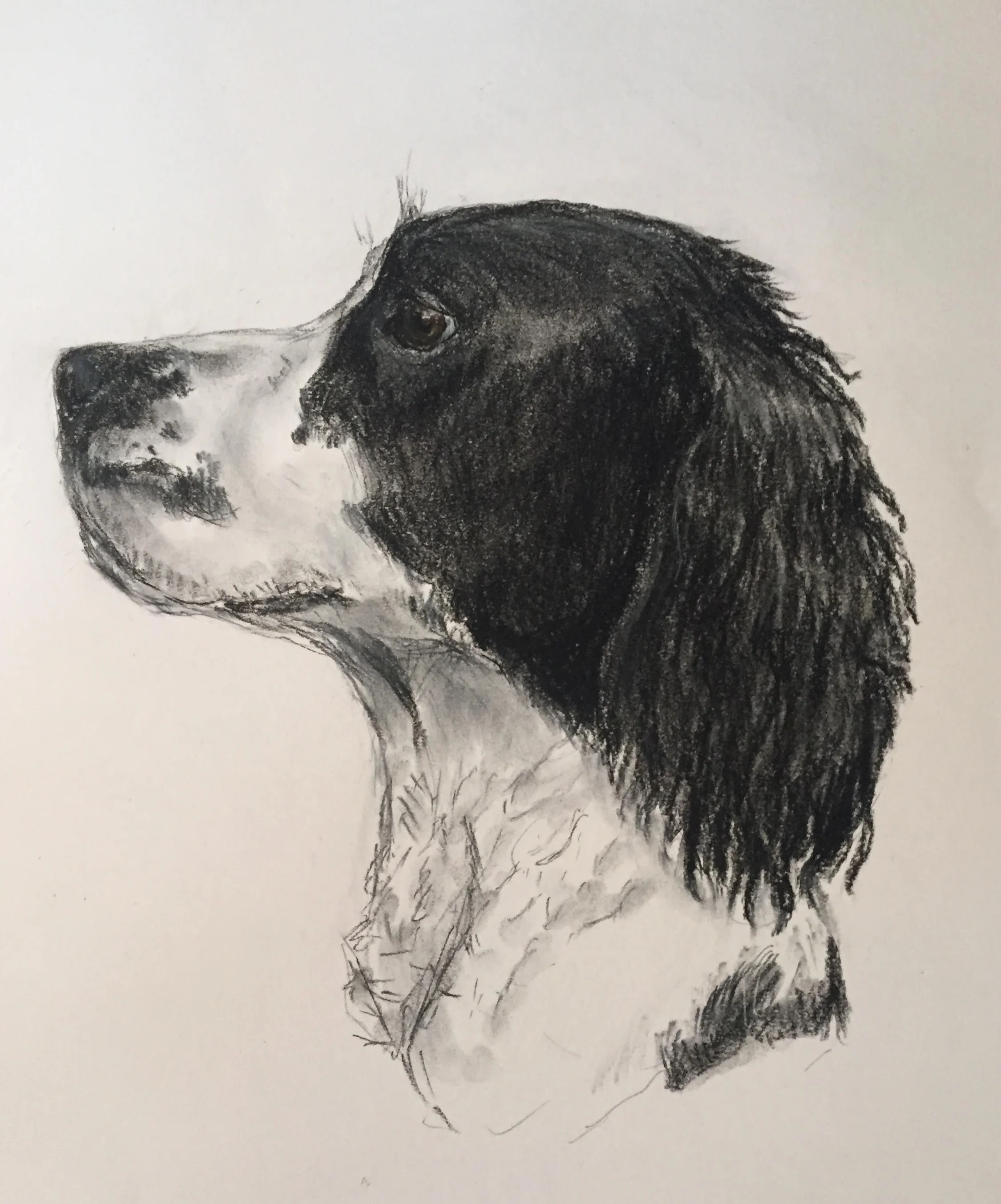 'Layla' Pastel on paper