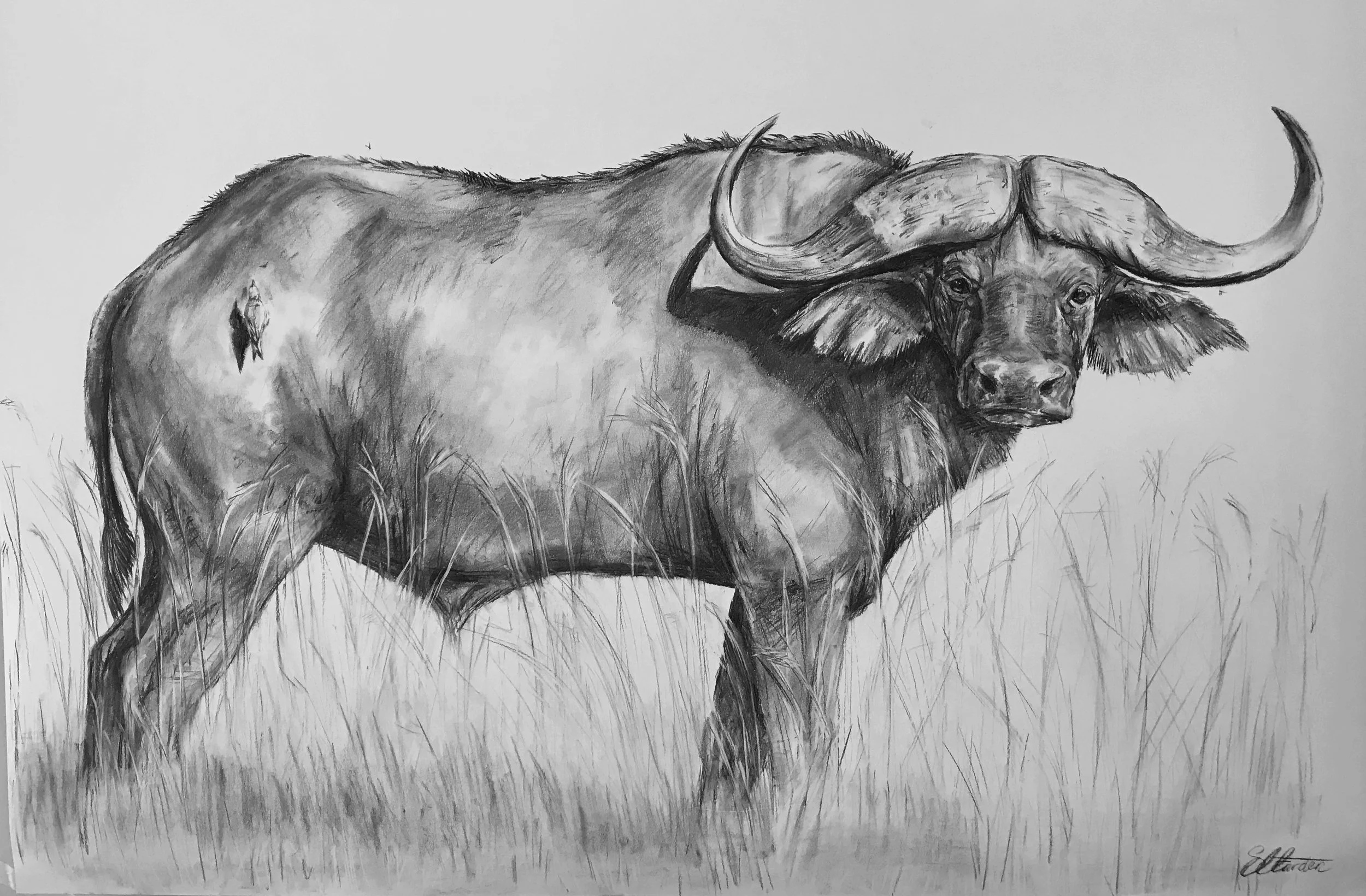 Stand Off Charcoal on paper 150cmX110cm £1950 SOLD
