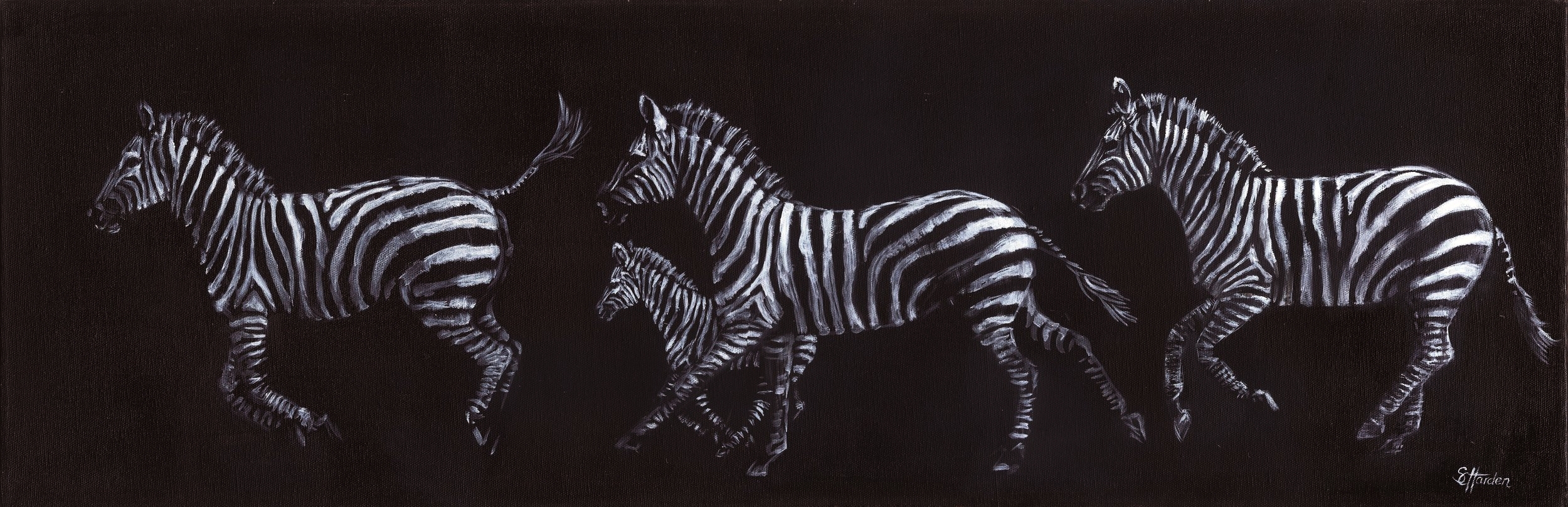 harden zebra