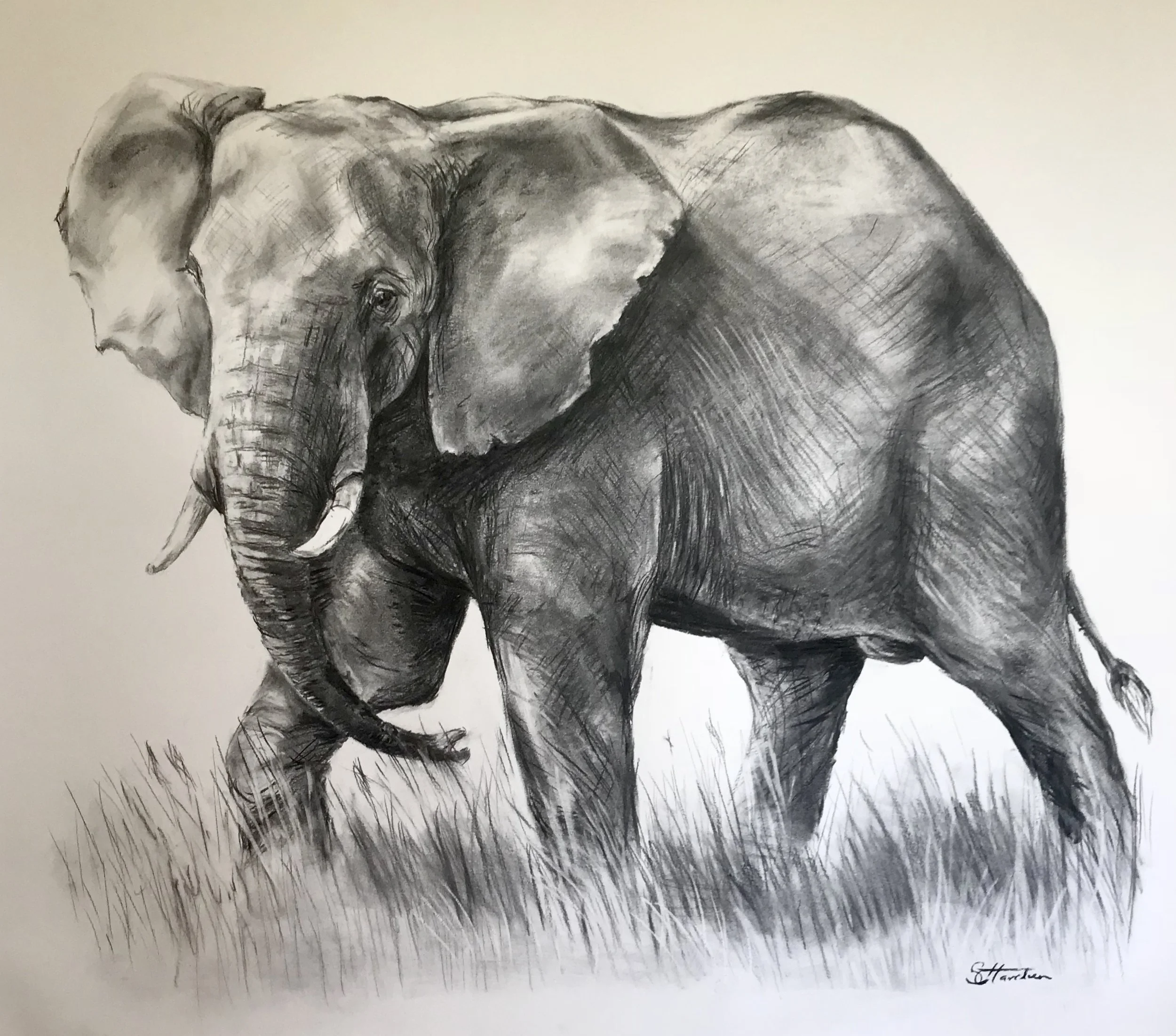Close Encounter, charcoal 120cmX90cm SOLD