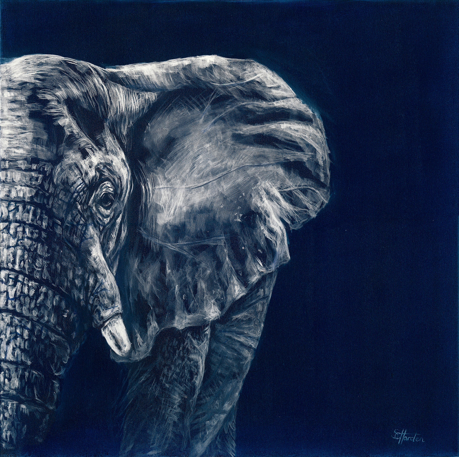 SHarden_Elephant_LR.png