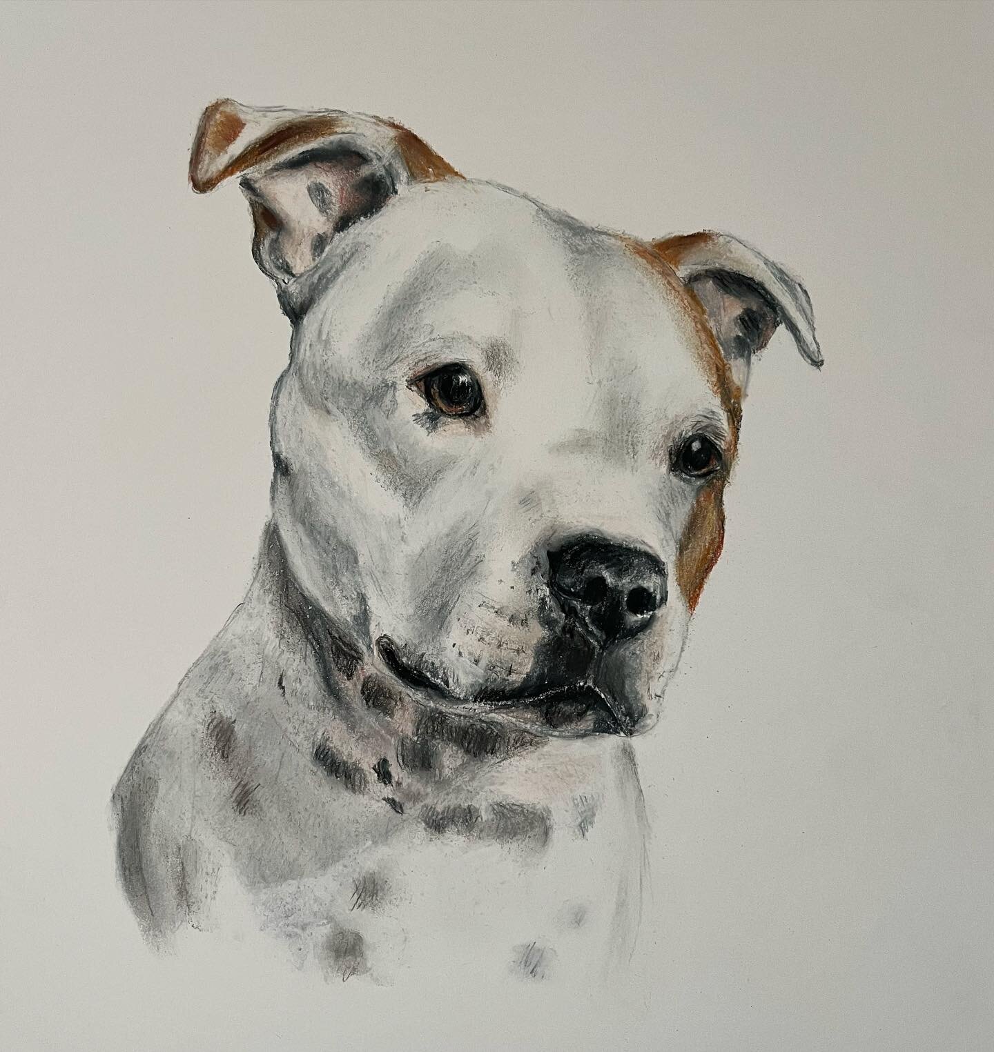 Raffy the Staffy drawn in pastel #commission #dogportrait #staffy #pastel #artistsoninstagram #sophiehardenart