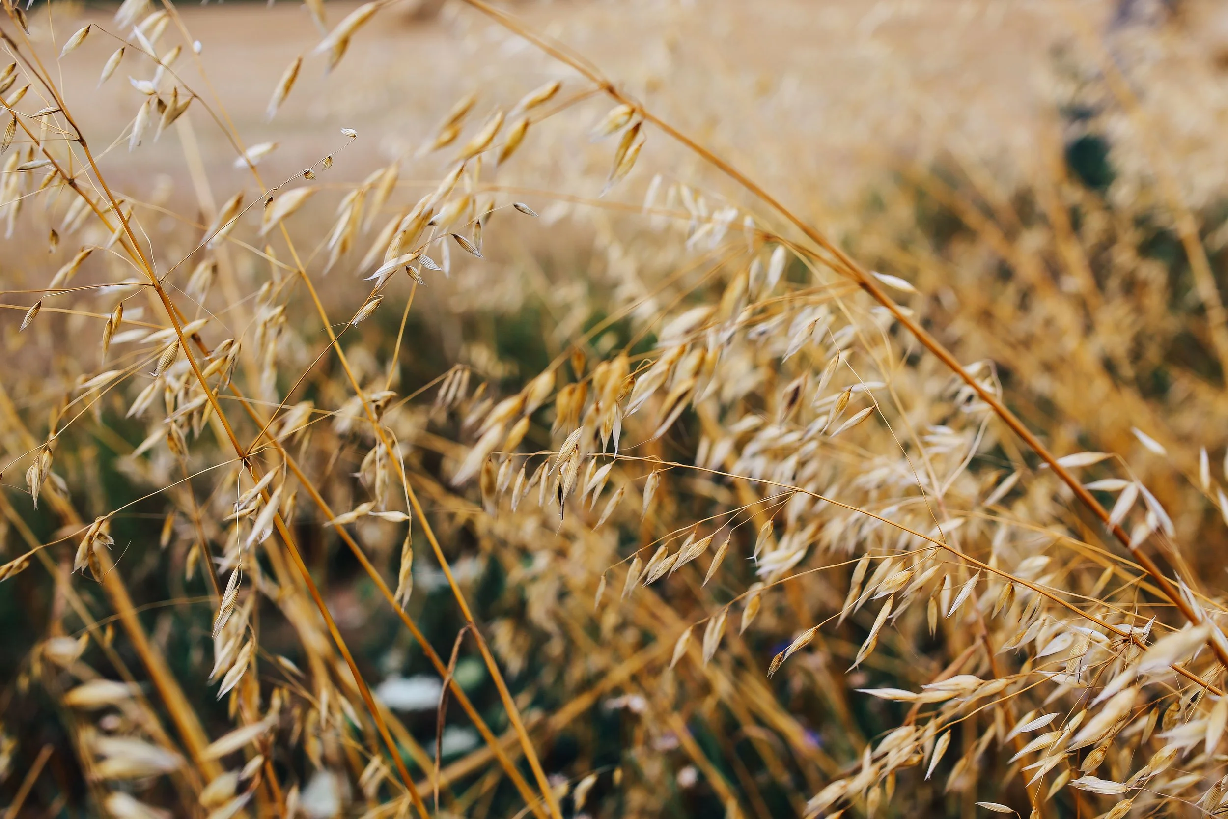 Household Healers: Oats