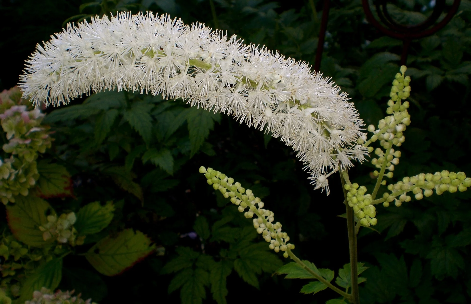 Historic Herbs: Black Cohosh for Women’s Health