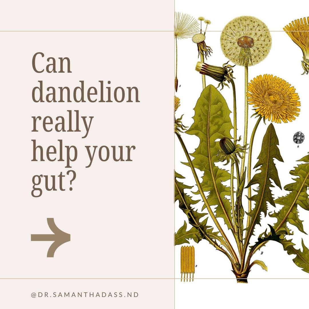 Here's what I've seen with dandelion ⬇ 🌼

I've seen dandelion help my patients with a number of their stress related gut issues such as heartburn and indigestion. 

However, there are not a lot of modern studies on dandelion and I never rely on just