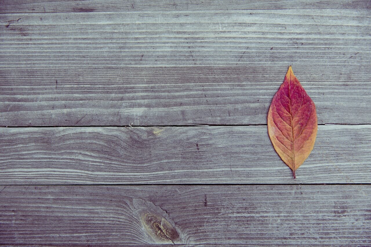 AUTUMN.jpg