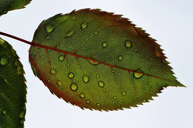 rosenblatt-leaf-wasserperlen-wet-drip.jpg
