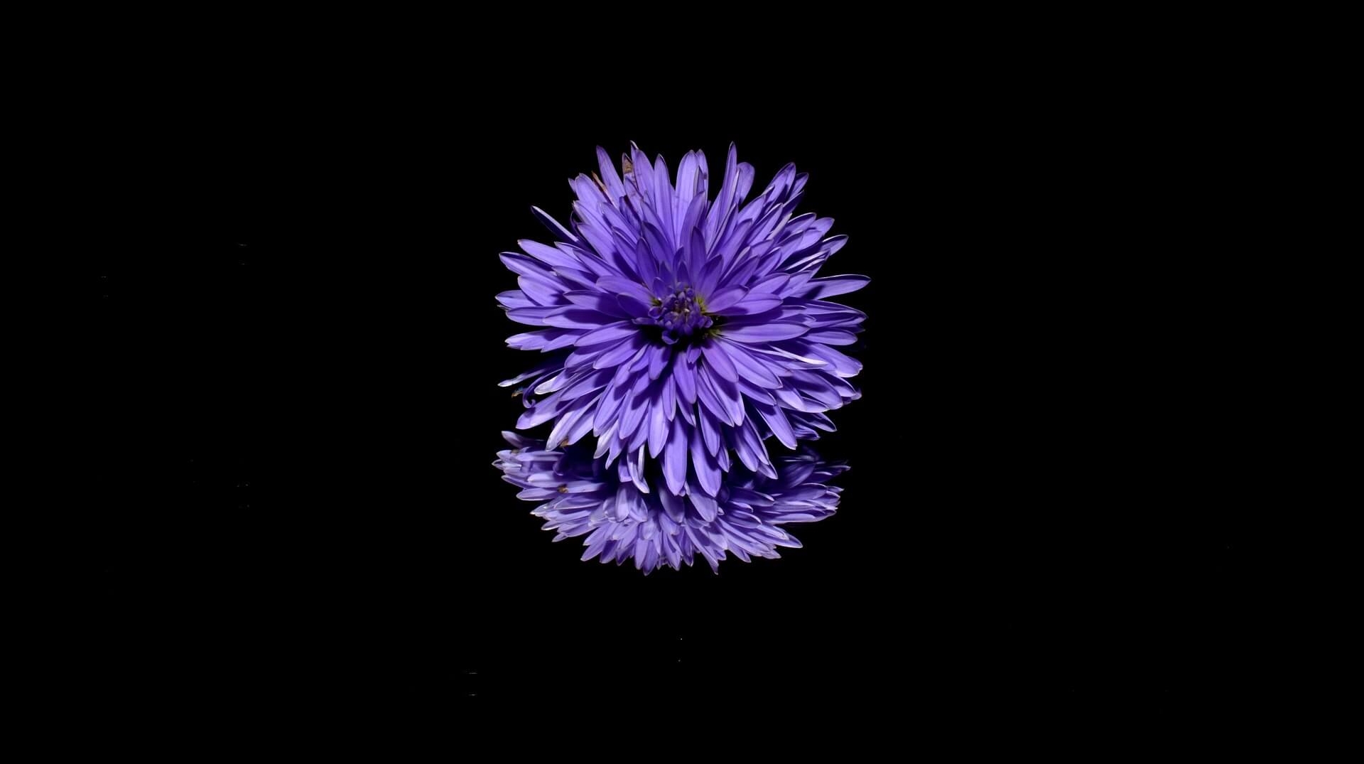 Tiny aster.jpg